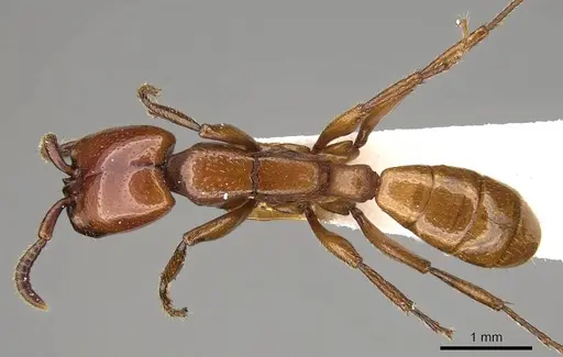 Dorylus vishnui specimen CASENT0914040 image casent0914040_1