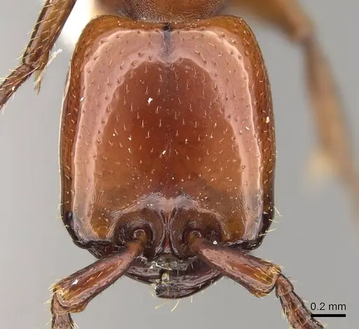 Dorylus vishnui specimen CASENT0914040 image casent0914040_2