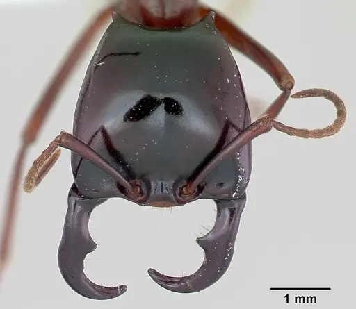 Dorylus wilverthi specimen CASENT0172657 image casent0172657_2