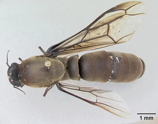 Dorylus wilverthi specimen CASENT0172860 image casent0172860_1