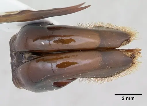 Dorylus wilverthi specimen CASENT0172860 image casent0172860_2