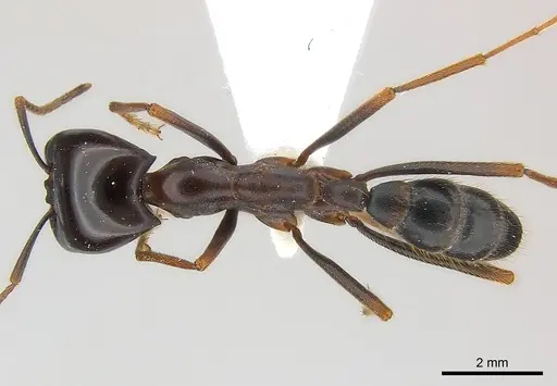 Dorylus wilverthi specimen CASENT0217162 image casent0217162_1