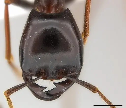 Dorylus wilverthi specimen CASENT0217162 image casent0217162_2