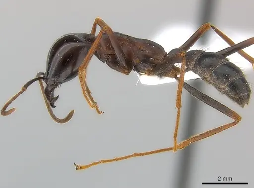 Dorylus wilverthi specimen CASENT0217162 image casent0217162_3
