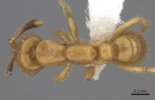 Dorylus wilverthi specimen CASENT0401744 image casent0401744_1