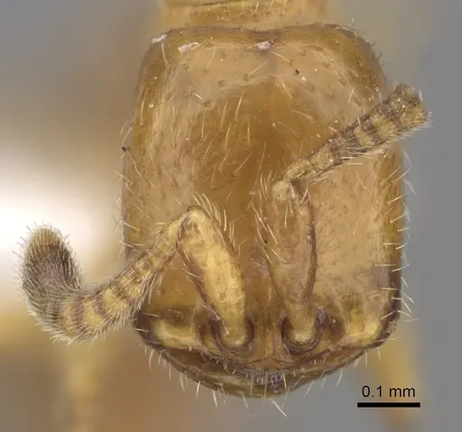 Dorylus wilverthi specimen CASENT0401744 image casent0401744_2
