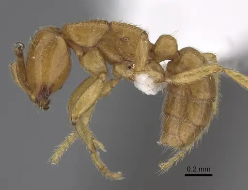 Dorylus wilverthi specimen CASENT0401744 image casent0401744_4