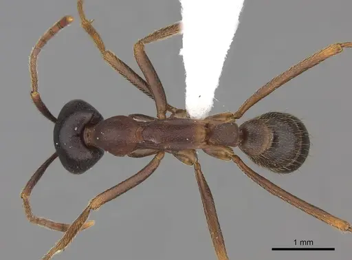 Dorylus wilverthi specimen CASENT0401749 image casent0401749_1