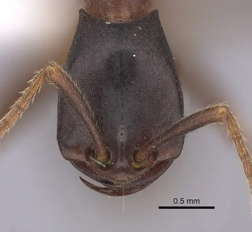 Dorylus wilverthi specimen CASENT0401749 image casent0401749_2