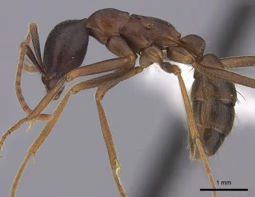 Dorylus wilverthi specimen CASENT0401749 image casent0401749_3