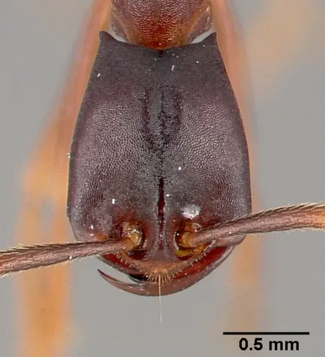 Dorylus wilverthi specimen CASENT0401751 image casent0401751_2