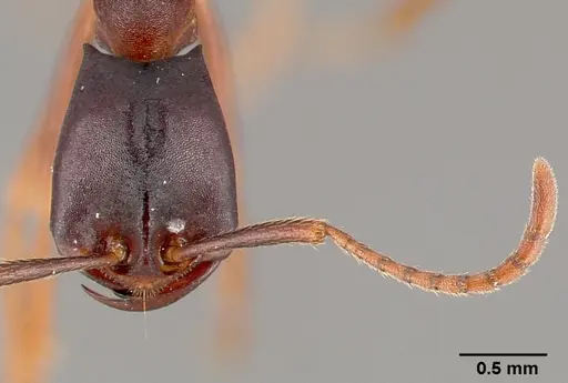 Dorylus wilverthi specimen CASENT0401751 image casent0401751_3