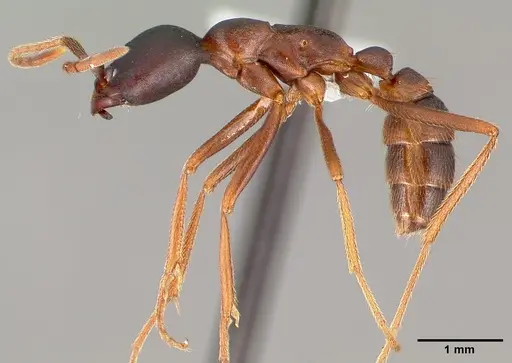 Dorylus wilverthi specimen CASENT0401751 image casent0401751_4
