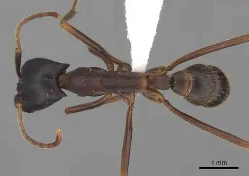 Dorylus wilverthi specimen CASENT0401752 image casent0401752_1