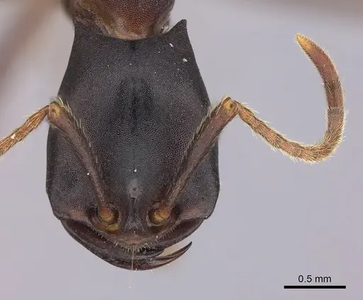 Dorylus wilverthi specimen CASENT0401752 image casent0401752_2