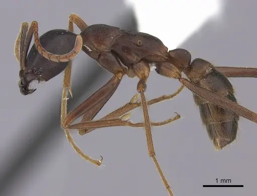 Dorylus wilverthi specimen CASENT0401752 image casent0401752_3