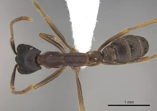 Dorylus wilverthi specimen CASENT0401756 image casent0401756_1