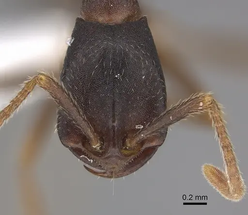Dorylus wilverthi specimen CASENT0401756 image casent0401756_2