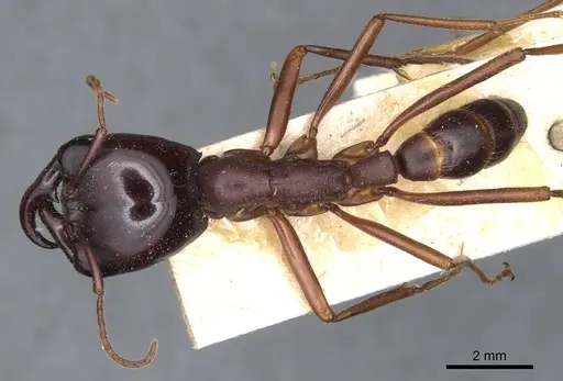 Dorylus wilverthi specimen CASENT0903692 image casent0903692_1
