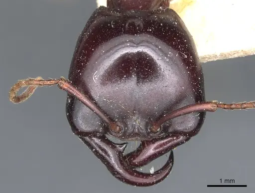 Dorylus wilverthi specimen CASENT0903692 image casent0903692_2