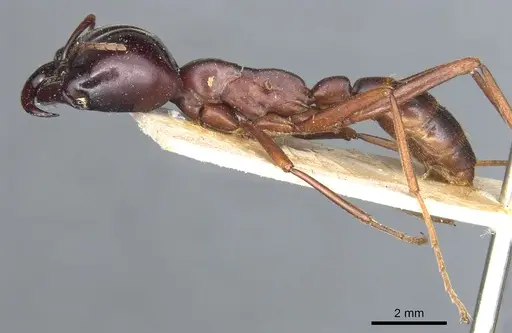 Dorylus wilverthi specimen CASENT0903692 image casent0903692_3