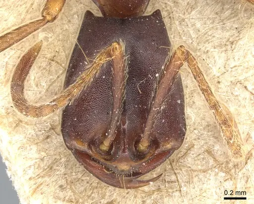 Dorylus wilverthi specimen CASENT0903693 image casent0903693_2
