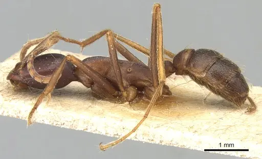 Dorylus wilverthi specimen CASENT0903693 image casent0903693_3