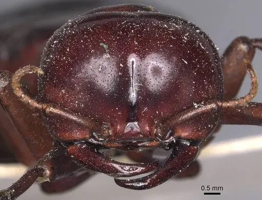 Dorylus wilverthi specimen CASENT0905927 image casent0905927_2
