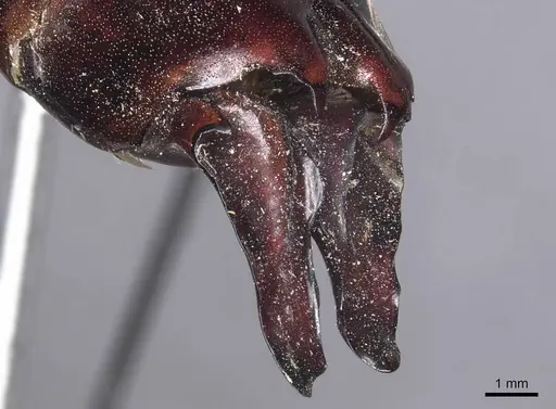 Dorylus wilverthi specimen CASENT0905927 image casent0905927_4