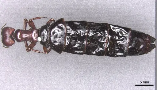 Dorylus wilverthi specimen RMCAENT000017710 image rmcaent000017710_1