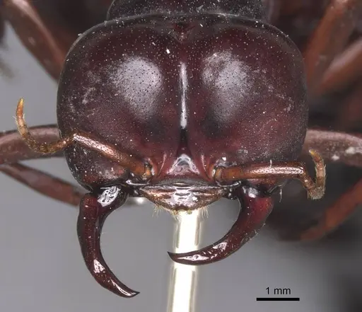 Dorylus wilverthi specimen RMCAENT000017710 image rmcaent000017710_2