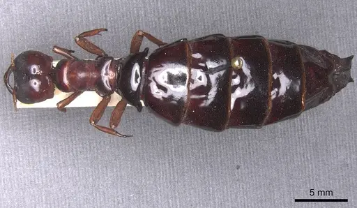 Dorylus wilverthi specimen RMCAENT000017713 image rmcaent000017713_1