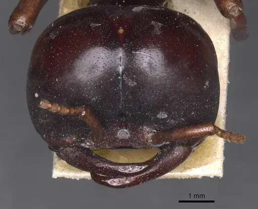 Dorylus wilverthi specimen RMCAENT000017713 image rmcaent000017713_2