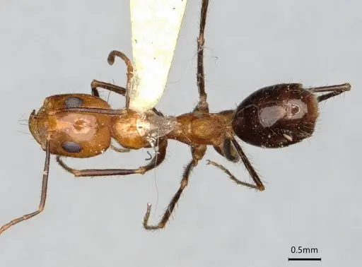 Dorymyrmex agallardoi specimen LACMENT164274 image lacment164274_1