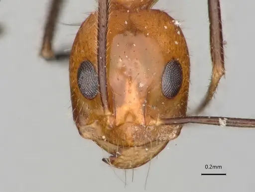 Dorymyrmex agallardoi specimen LACMENT164274 image lacment164274_2