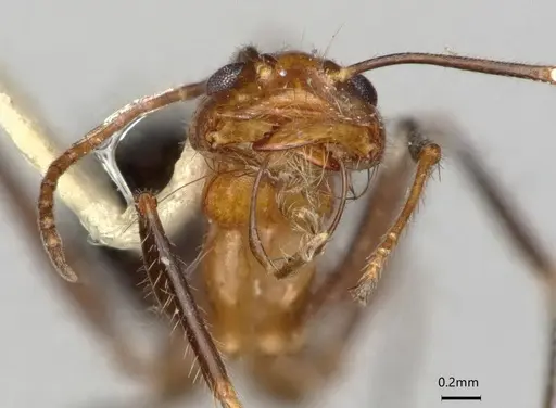 Dorymyrmex agallardoi specimen LACMENT164274 image lacment164274_3