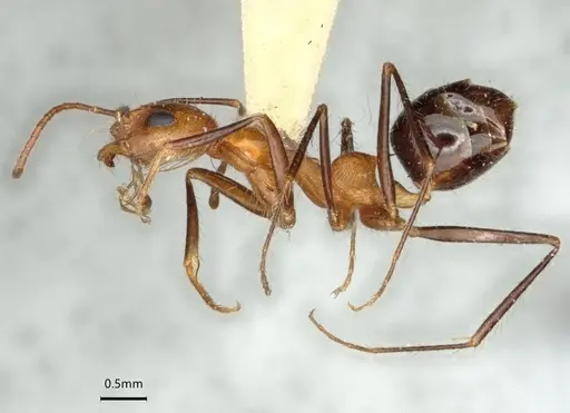 Dorymyrmex agallardoi specimen LACMENT164274 image lacment164274_4