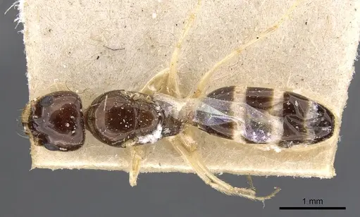 Dorymyrmex alboniger specimen CASENT0909724 image casent0909724_1