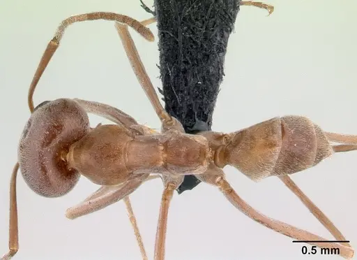 Dorymyrmex amazonicus specimen CASENT0192703 image casent0192703_1