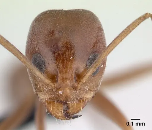 Dorymyrmex amazonicus specimen CASENT0192703 image casent0192703_2