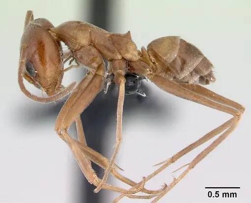 Dorymyrmex amazonicus specimen CASENT0192703 image casent0192703_3