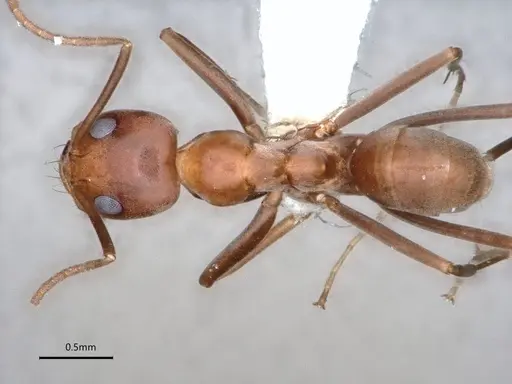 Dorymyrmex amazonicus specimen CASENT0841203 image casent0841203_1