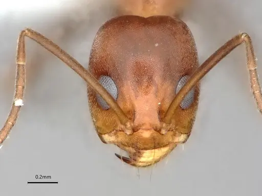 Dorymyrmex amazonicus specimen CASENT0841203 image casent0841203_2