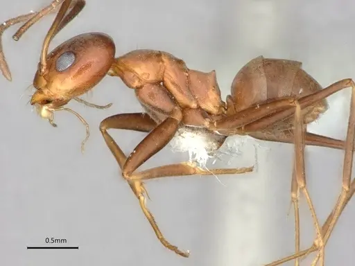 Dorymyrmex amazonicus specimen CASENT0841203 image casent0841203_3
