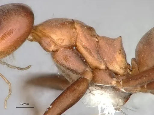 Dorymyrmex amazonicus specimen CASENT0841203 image casent0841203_4
