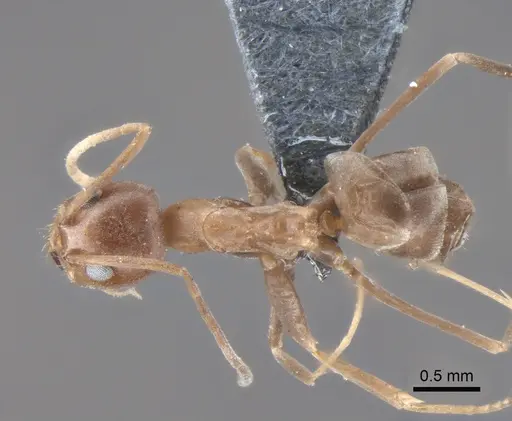 Dorymyrmex amazonicus specimen CASENT0841540 image casent0841540_1