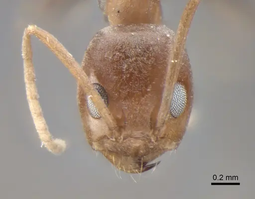 Dorymyrmex amazonicus specimen CASENT0841540 image casent0841540_2