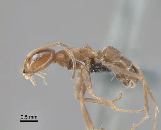 Dorymyrmex amazonicus specimen CASENT0841540 image casent0841540_3