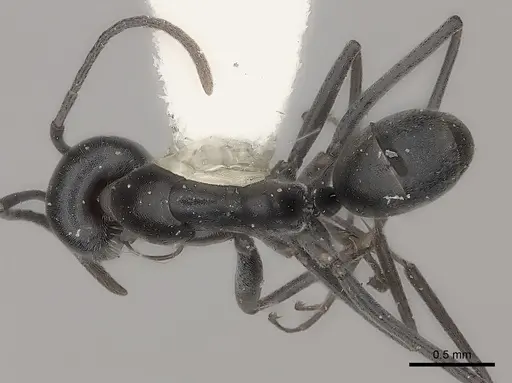 Dorymyrmex antarcticus specimen CASENT0217406 image casent0217406_1