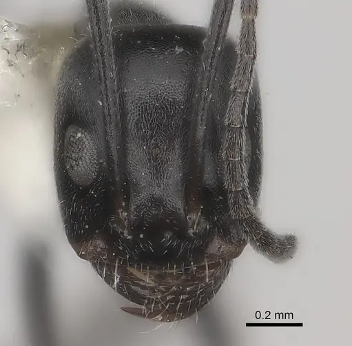 Dorymyrmex antarcticus specimen CASENT0217406 image casent0217406_2